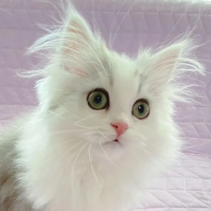 ID:2301-01468の子猫