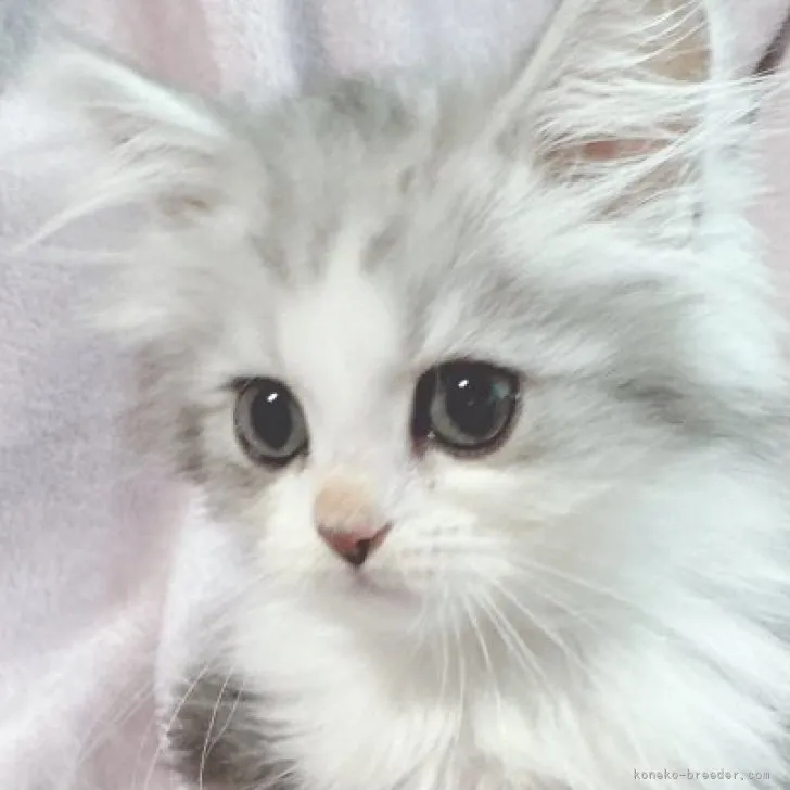 ID：2306-03329の子猫