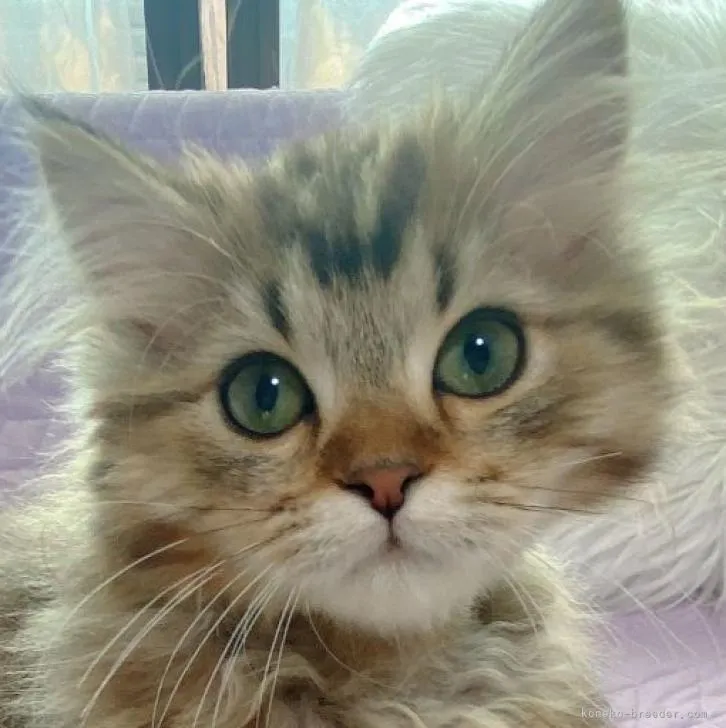 ID：2301-00158の子猫