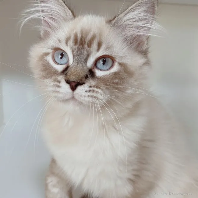 Y.T 様のお迎えした子猫