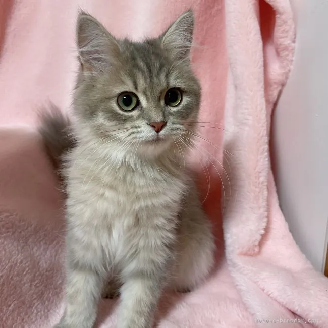 H.H 様のお迎えした子猫