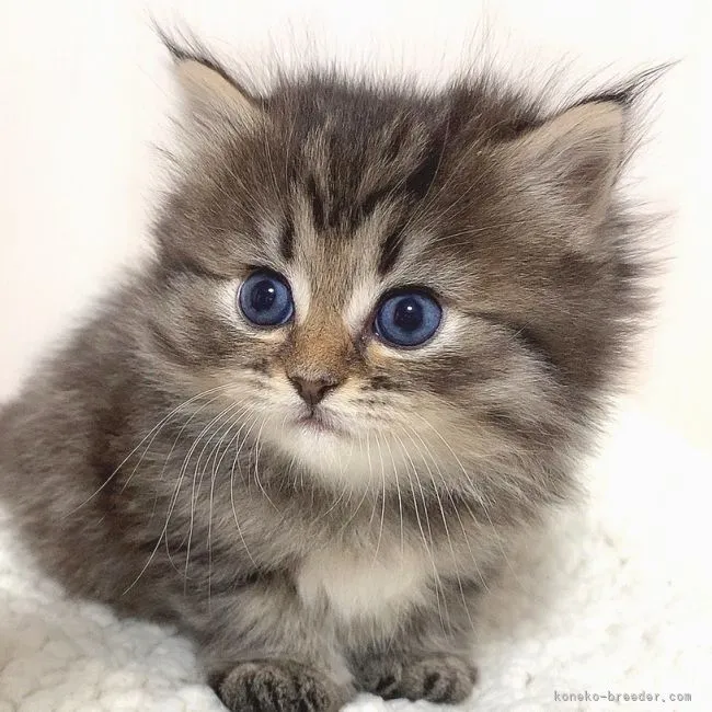 オキザリス 様のお迎えした子猫