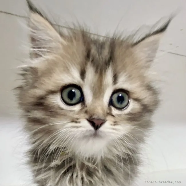 はるく 様のお迎えした子猫