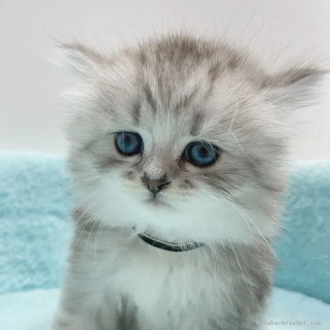 ID：2108-00592の子猫
