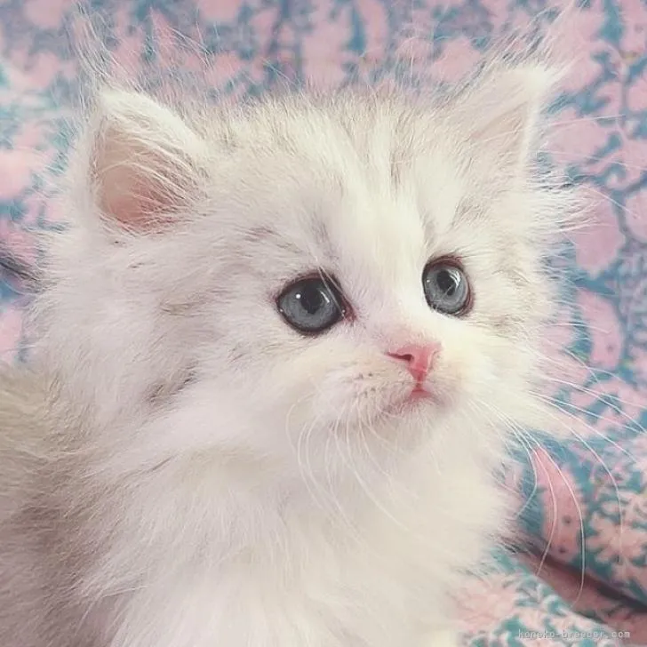 ID:2206-02691の子猫