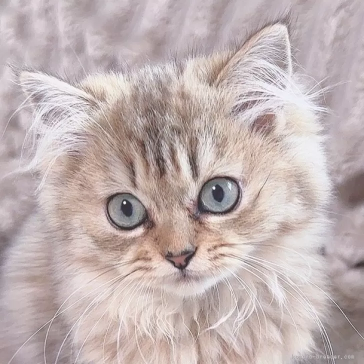 ID：2407-01207の子猫