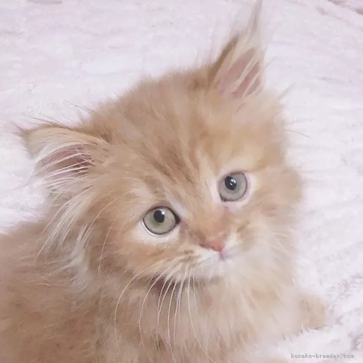 ID：2411-00203の子猫