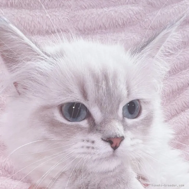 ID：2306-03092の子猫