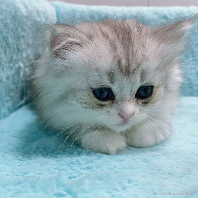 H.Ｉ 様のお迎えした子猫