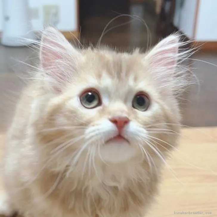 ID：2208-01420の子猫