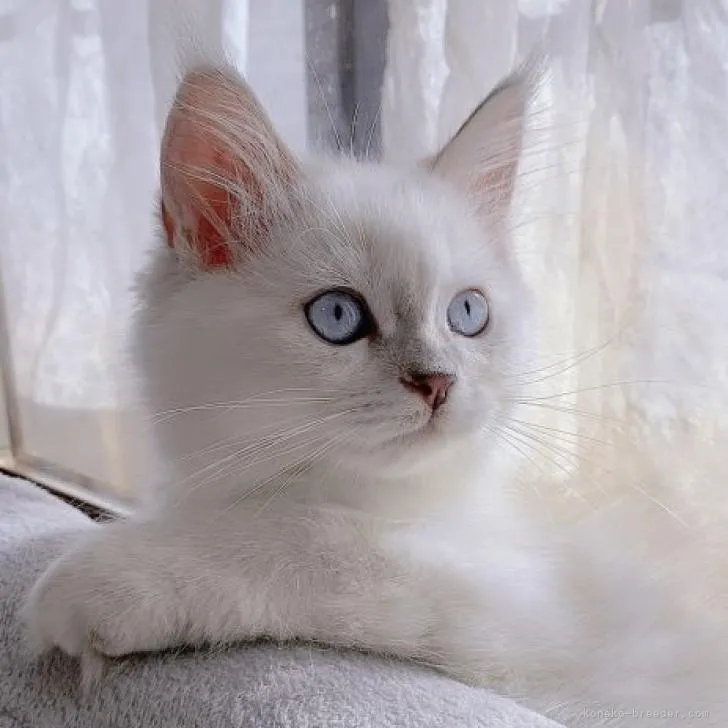 M.K 様のお迎えした子猫