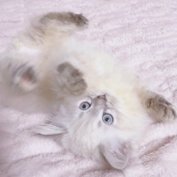サイベリアン【東京都・女の子・2024年8月28日・ブルーリンクスポイント（ふわサラコート）】の写真「骨格良しでブルーアイの女の子🩷きれいな被毛🩷」