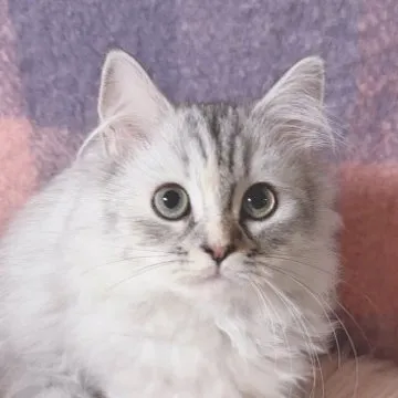 サイベリアン【東京都・女の子・2023年5月16日・シルバータビー