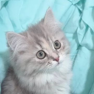 サイベリアン【東京都・女の子・2023年9月19日・ブルートービー