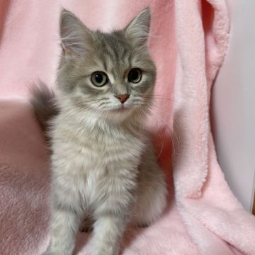 サイベリアン【東京都・女の子・2021年6月8日・ブルーマッカレルタビー（ふわふわトリプルコート）】の写真「ブルーの美しい被毛❤️ゴロゴロ喉を鳴らして甘えます」