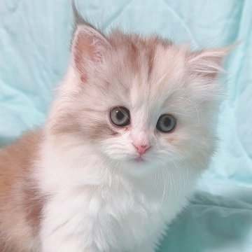 サイベリアン【東京都・女の子・2024年5月31日・チョコレートダイリユートキャリコ】の写真「超レアなチョコカラー🍫のダイリュートキャリコ🩷」