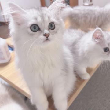 サイベリアン【東京都・女の子・2022年2月1日・シェーデットシルバー&ホワイト（もふもふトリプルコート）】の写真「うすめのシルバーカラーが美しい女の子👧」
