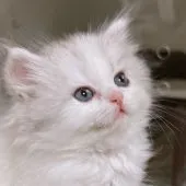 サイベリアン【東京都・女の子・2021年12月25日・シルバータビー&ホワイト】の写真1