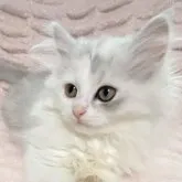 サイベリアン【東京都・女の子・2023年1月26日・シルバーパッチドタビー&ホワイト】の写真1