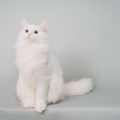 サイベリアン【・男の子・2022年1月17日・ホワイト】