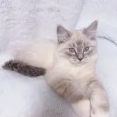 サイベリアン【東京都・女の子・2023年8月24日・ブルーリンクスポイント🩵✨】の写真2