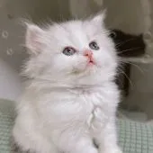 サイベリアン【東京都・女の子・2021年12月25日・シルバータビー&ホワイト】の写真2