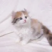 アメリカンカール✖️サイベリアン【東京都・女の子・2022年4月3日・キャリコ】の写真3