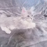 サイベリアン【東京都・男の子・2023年6月11日・ブルタビー】の写真3