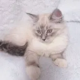 サイベリアン【東京都・女の子・2023年8月24日・ブルーリンクスポイント🩵✨】の写真4