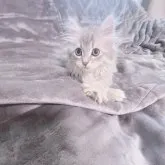 サイベリアン【東京都・男の子・2023年6月11日・ブルタビー】の写真5