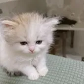 サイベリアン【東京都・女の子・2021年12月25日・シルバータビー&ホワイト】の写真5