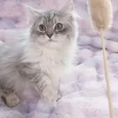 サイベリアン【東京都・男の子・2024年8月24日・シルバー🩵】の写真2