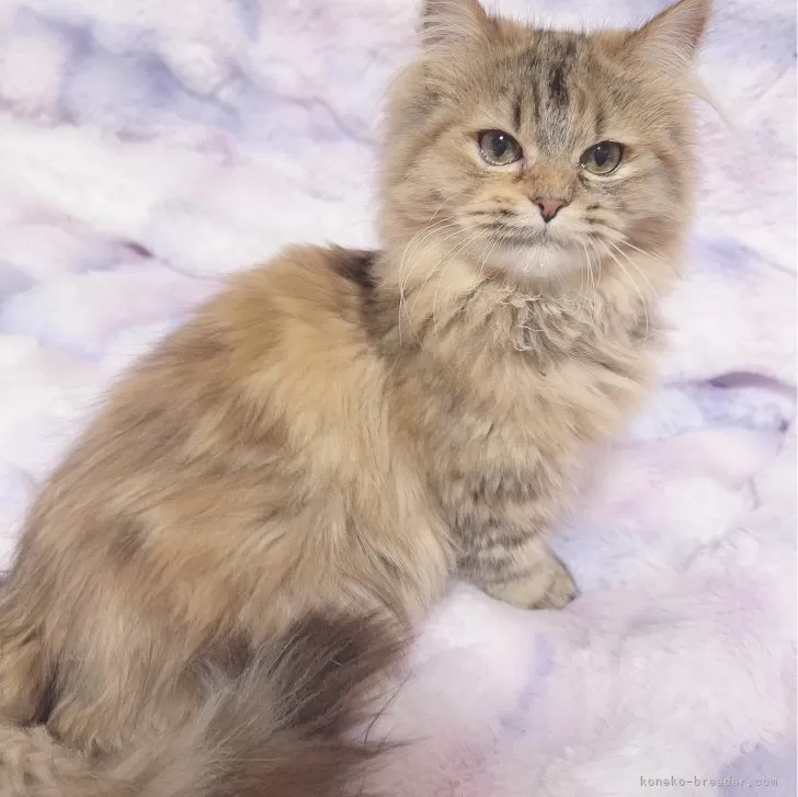 ID:2501-02160の子猫