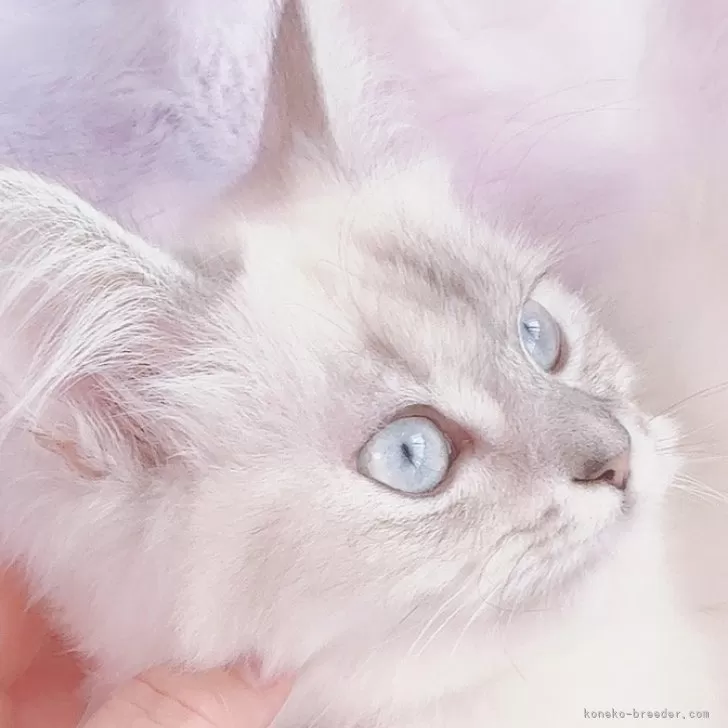 ID:2410-00281の子猫