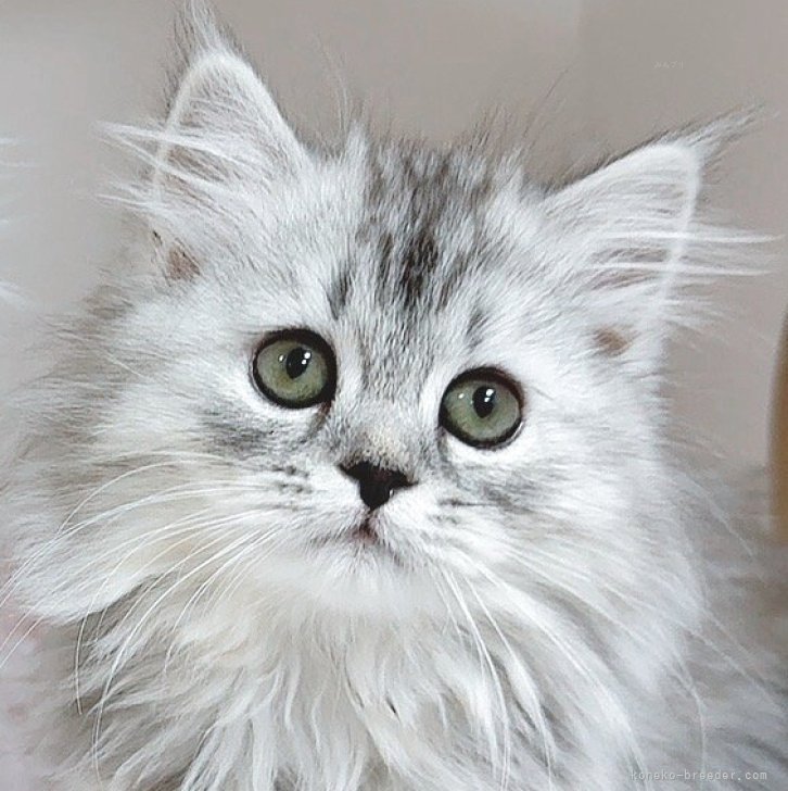 ブリーダー画像