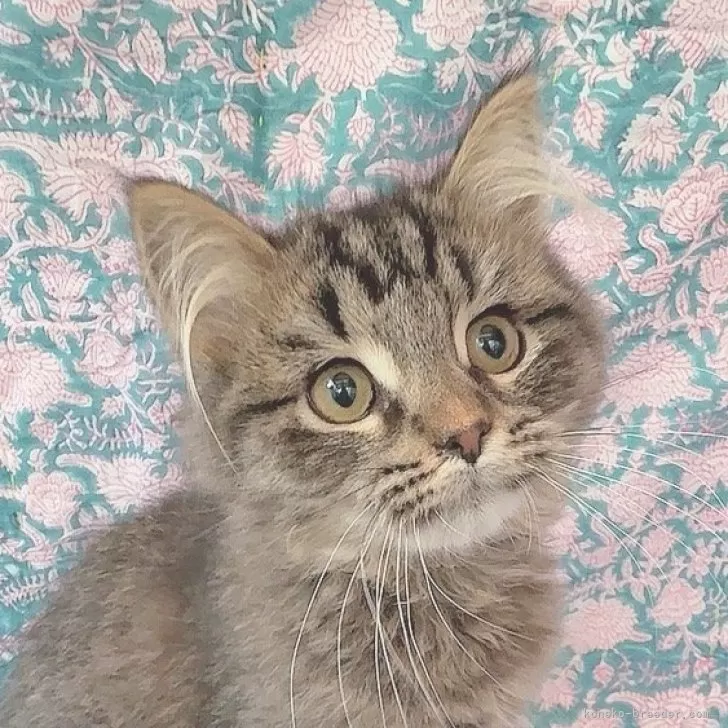 ID:2501-02161の子猫