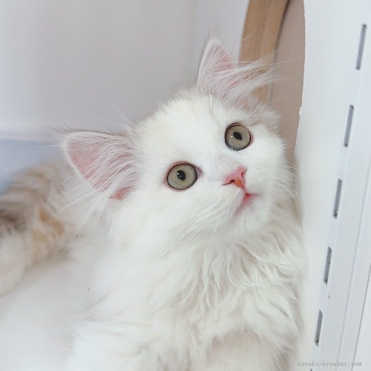 ブリーダー画像