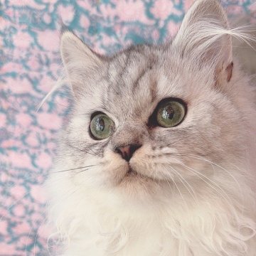 サイベリアン【東京都・男の子・2024年8月24日・シェーデッドシルバー】の写真「親猫遺伝子検査🧬多数。グリーンアイが美しい🩷」