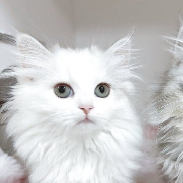 サイベリアン【東京都・女の子・2025年8月15日・ダイリュートキャリコ】の写真「もっふもっふなお嬢様❤️プリエちゃん❤️」