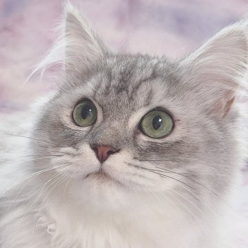サイベリアン【東京都・男の子・2024年8月24日・シルバー🩵（、）】の写真「親猫遺伝子検査🧬多数。グリーンアイが美しい🩷」