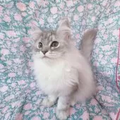 サイベリアン【東京都・男の子・2024年8月24日・シルバー🩵】の写真11