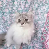 サイベリアン【東京都・男の子・2024年8月24日・シルバー🩵】の写真12