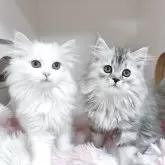 サイベリアン【東京都・女の子・2025年8月15日・シルバータビー】の写真4