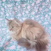 サイベリアン【東京都・女の子・2024年8月22日・ブラウン】の写真8