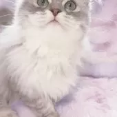 サイベリアン【東京都・男の子・2024年8月24日・シルバー🩵】の写真9