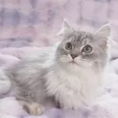 サイベリアン【東京都・男の子・2024年8月24日・シルバー🩵】の写真4