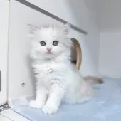 サイベリアン【東京都・女の子・2025年8月15日・ダイリュートキャリコ】の写真8