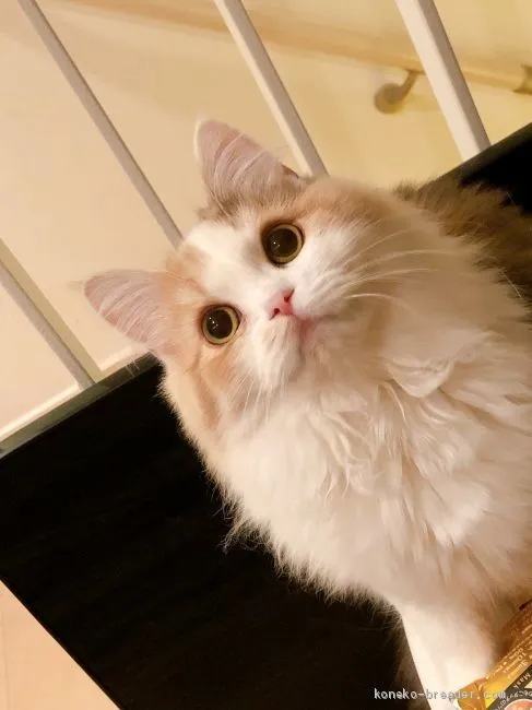 ID:2101-00524の子猫