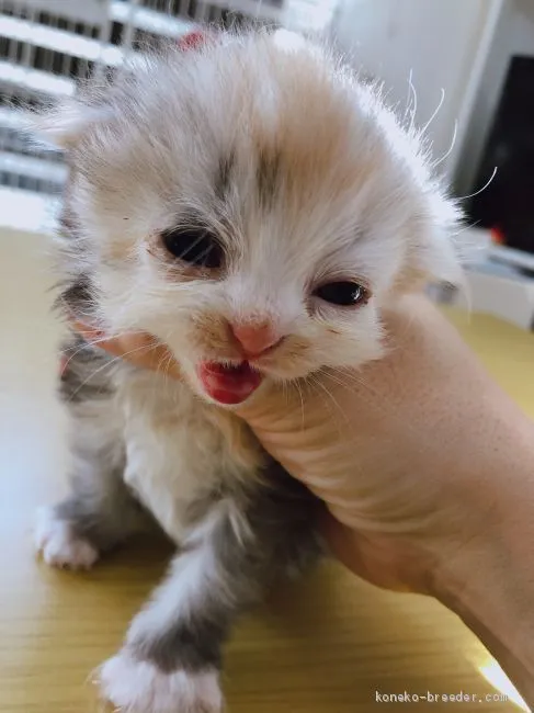 ID:2012-01398の子猫