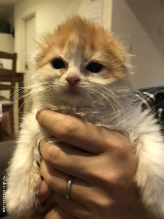 ID:2012-01684の子猫